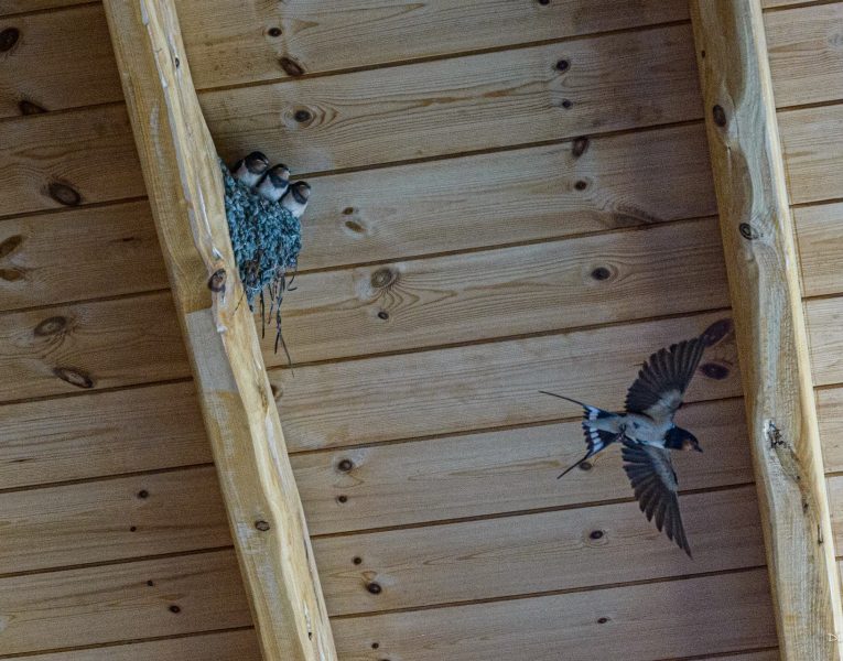 Villa Elia-gallery image023