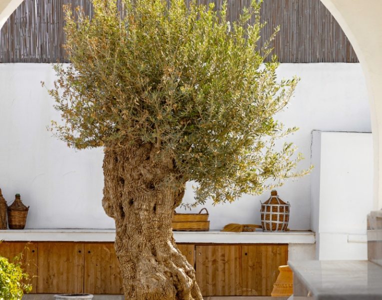 Villa Elysian in Rhodes by Olive Rentals 50